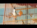Krabi Town - Zwitschender Vogel