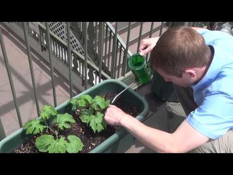 how to fertilize bitter melon
