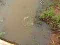 soltando filhote de sucuri 3