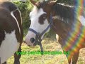 paint horse vallée 2