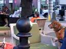Kids, Dogs & Music at Santana Row, San Jose  CA