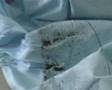 Bed bugs in Singaporean house