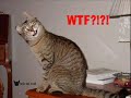 Herb Zerden Cat Video #2