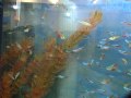 Видео - Породы аквариумных рыб: неоны и тетра фон рио
