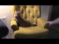 Cat likes to get Dizzy