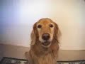 Chien stupide ou maitre d�bile