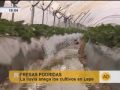 Las fresas no aguantan el temporal