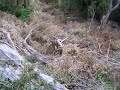 DESFORESTACION EN EL LAGO PUELO.