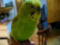 I'm gonna getcha - Budgie talking