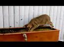 Clive F1 chausie likes water