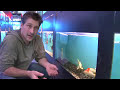 Pet Fish & Aquarium Care Tips : How to Buy Koi for Your Fish Pond Pet Fish & Aquarium Care Tips : How to Buy Koi for Your Fish Pond