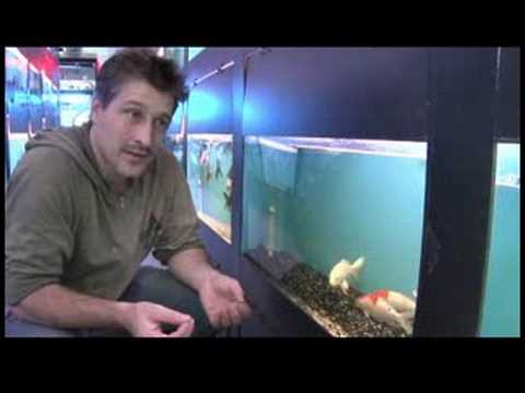 how to care koi fish