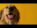 Aussie Pedigree Commercial - Protein