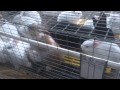 Видео - Устройство клетки для кроликов Автор А Салов