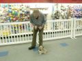 Allan Ross Dog Training