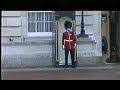 Buckingham Palace Plonker Pigeon