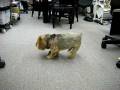 石を押す犬
