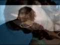 videos de video