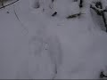 snaring rabbits   how to set a rabbit snare