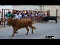 encierros numancia de la sagra  parte 1 