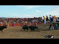 encierros numancia de la sagra  parte 1 