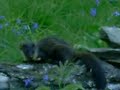 aigas pine martin