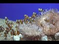 finding nemo finding nemo
