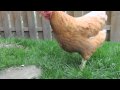 Backyard chickens