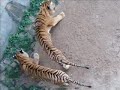 Johor Bahru Mini Zoo