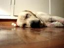 Arfie snores..