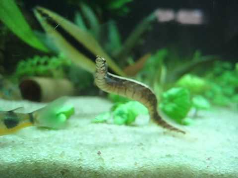 how to care for a zig zag eel