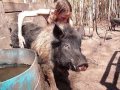 Tame Wild Boar  Elwood - Lost In The Wilds Expeditions starts a foundation...
