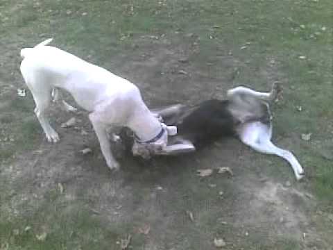 argentinian mastiff