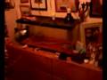 videos de Automatic lizard feeder