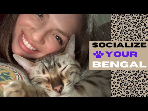 How to Socialize a Bengal Cat
