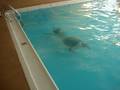videos de maryland 039