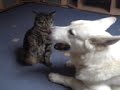 Kavik & Tieger