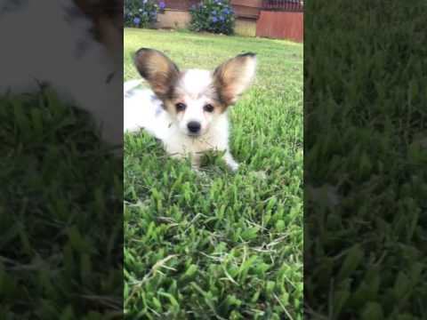 AKC papillon white and sable female ready to go