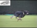 SCHUTZHUND ATHOS V. HAUS SEVENS SCHUTZHUND ATHOS V. HAUS SEVENS