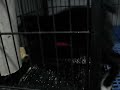 salem black and white cross siamese kitten playing