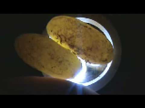 how to fertilize gecko eggs