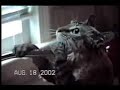 かわいい猫動画