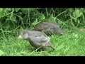Baby Starlings (Fledglings)