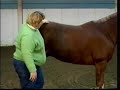 Horse Conformation: Balance, Part 2, as seen on eXtension