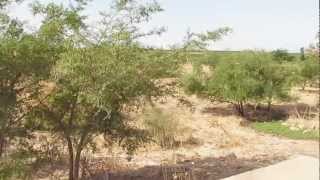 قرية سيرين في هضبة سيرين الجليل الأسفل الشرقي