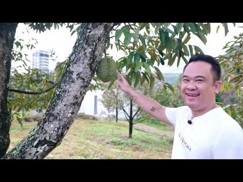 Thu hoạch vụ sầu riêng đầu tiên mà lâng lâng khó tả. Căn homestay bé xinh cạnh hồ bình yên lắm!