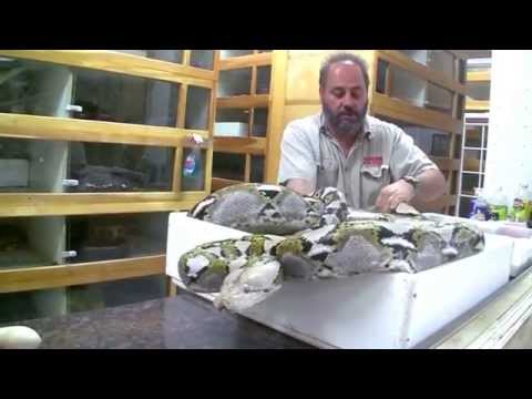 YouTube reptile video