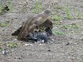 Harrier Hawk vs Dove