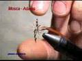 Guarda video