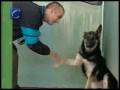 videos de Nace en Valencia el proyecto ''Amigos de cuatro patas''